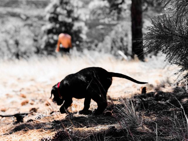 Black dog forest trees grass free wallpaper - medium preview image