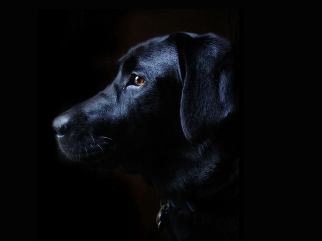 Black dog collar looking distance #2 free wallpaper - medium preview image
