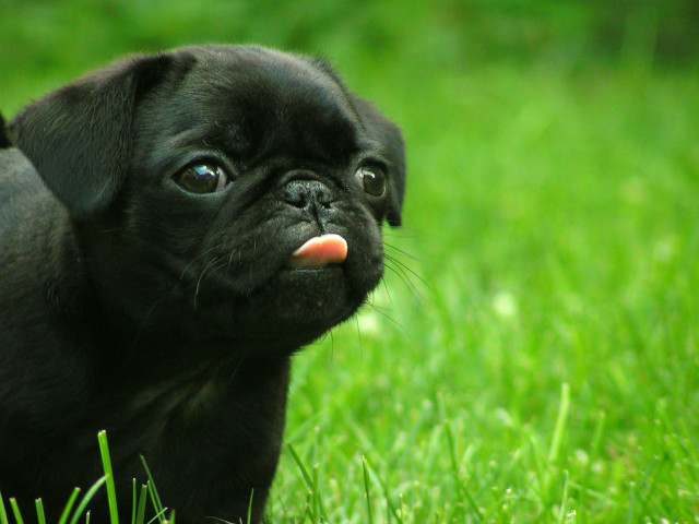 Small black dog green field free wallpaper - medium preview image