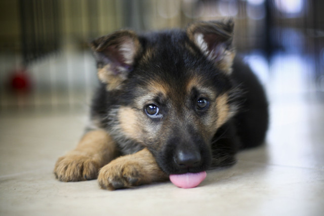 Puppy laying floor tongue out free wallpaper - medium preview image
