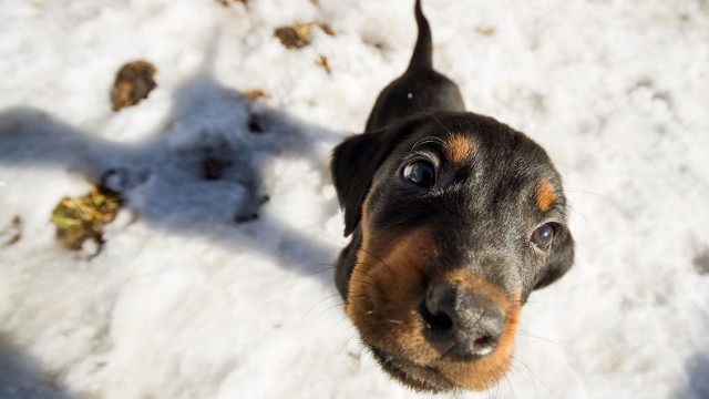 Dog looking up camera snow free wallpaper - medium preview image