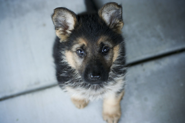 Puppy looking sad camera ears free wallpaper - medium preview image
