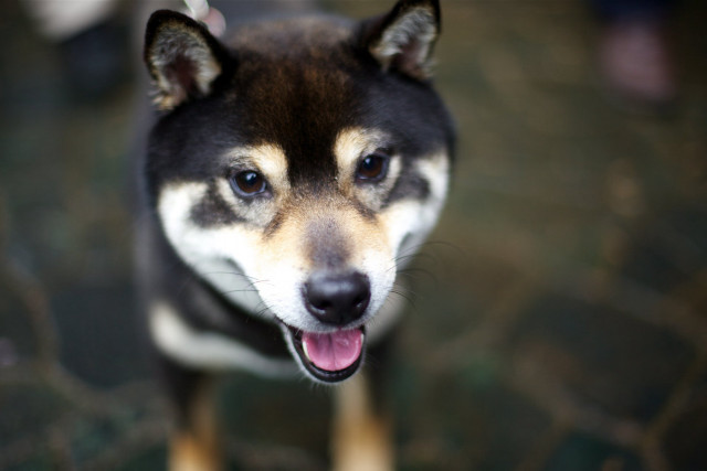 Dog tongue out looking up free wallpaper - medium preview image