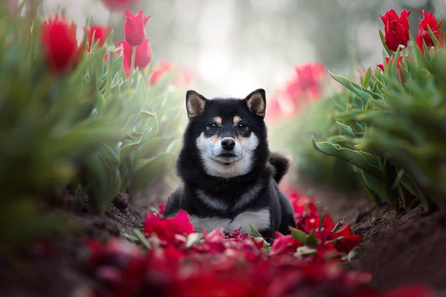 Dog sitting field flowers red free wallpaper - medium preview image