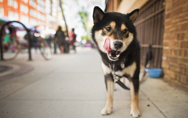 Dog tongue sidewalk building people free wallpaper - medium preview image