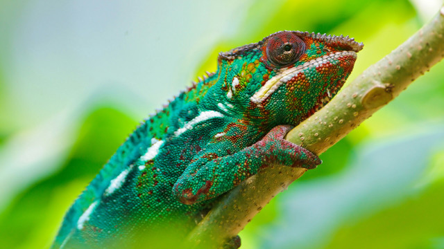 Green red chameleon branch tree free wallpaper - medium preview image