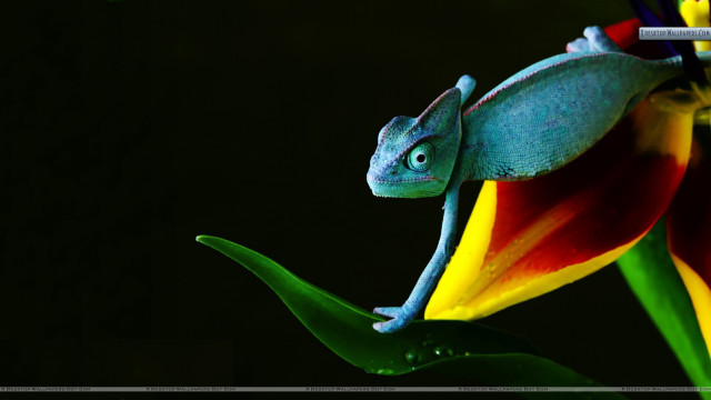 Chameleon flower cigarette sitting relaxed free wallpaper - medium preview image