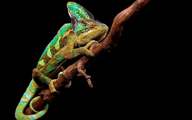 Green yellow lizard branch tree free wallpaper - medium preview image