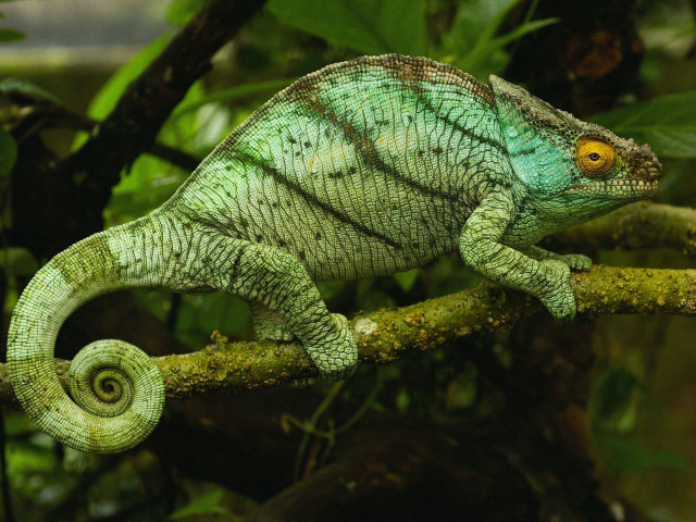 Chameleon branch forest green leaves free wallpaper - medium preview image
