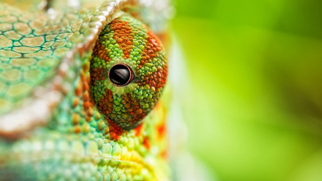 Colorful lizard eye head holography free wallpaper - medium preview image