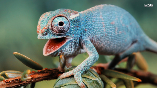 Blue chameleon sitting branch tongue free wallpaper - medium preview image