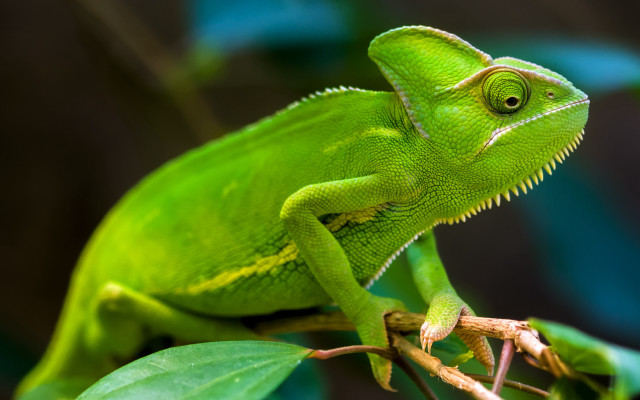 Green chameleon sitting branch leaves free wallpaper - medium preview image