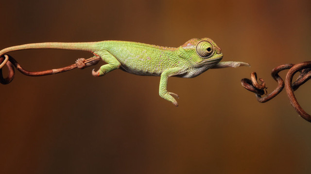 Green lizard hanging branch brown free wallpaper - medium preview image