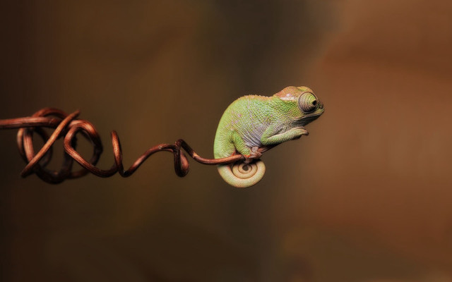 Green chameleon wire brown background free wallpaper - medium preview image