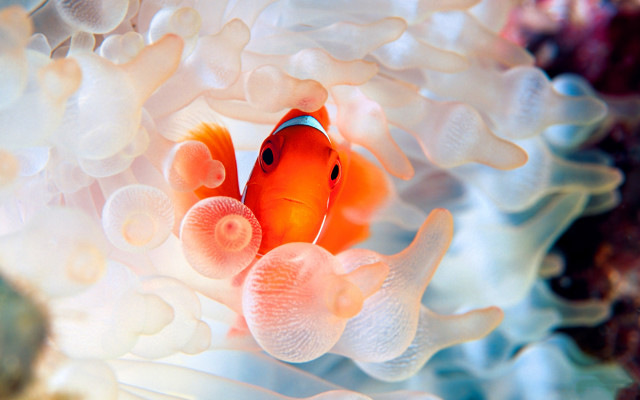 Clown fish anemone coral reef free wallpaper - medium preview image
