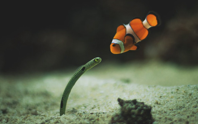 Clown fish swimming water worm free wallpaper - medium preview image