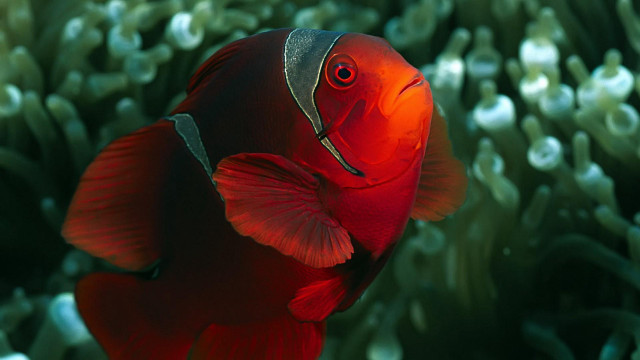 Red fish silver head green free wallpaper - medium preview image