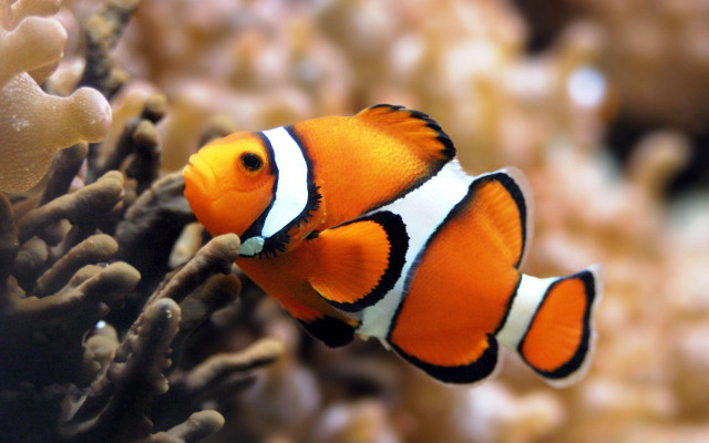 Clown fish aquarium corals background #3 free wallpaper - medium preview image