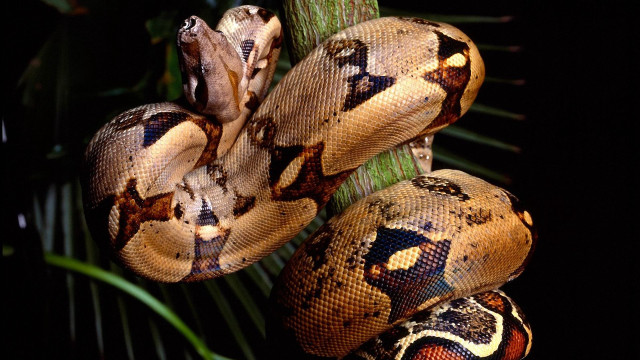 Snake closeup treebranch blackbackground palm free wallpaper - medium preview image