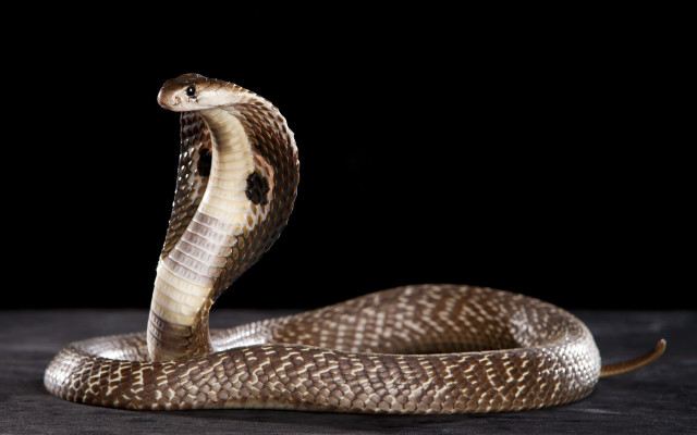 Brown white snake mouth open free wallpaper - medium preview image