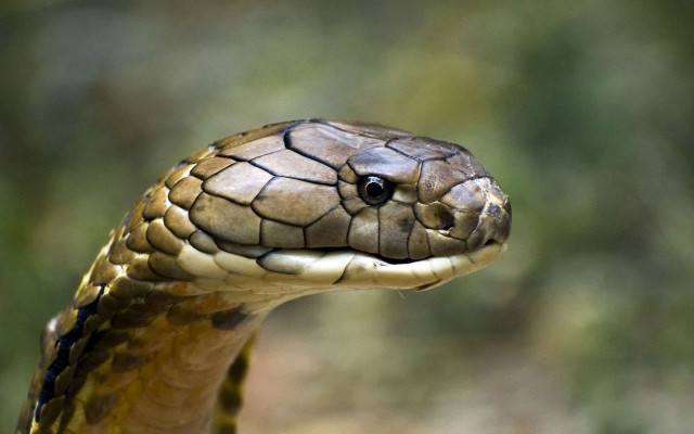 Snake head closeup blurry background free wallpaper - medium preview image