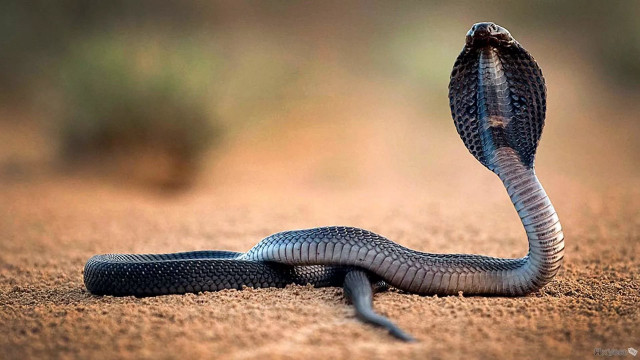 Snake curled head up tongue free wallpaper - medium preview image