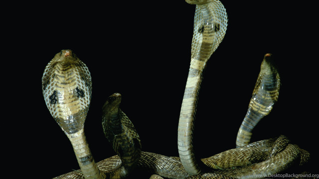 Snake bird cobra promotional illustration free wallpaper - medium preview image