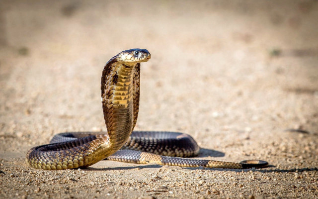 Snake curled cobra sunlight photorealistic free wallpaper - medium preview image