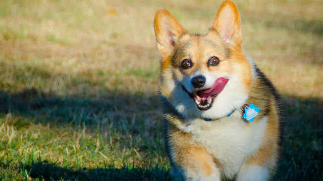 Dog running grass mouth open free wallpaper - medium preview image
