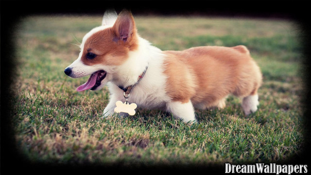 Small dog walking grass bone free wallpaper - medium preview image