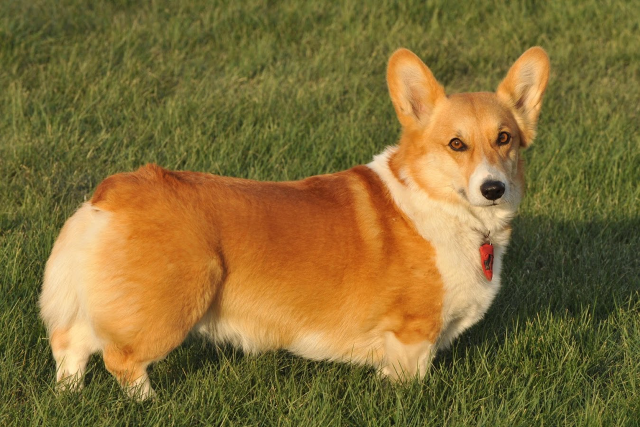 Dog standing grass sad look free wallpaper - medium preview image