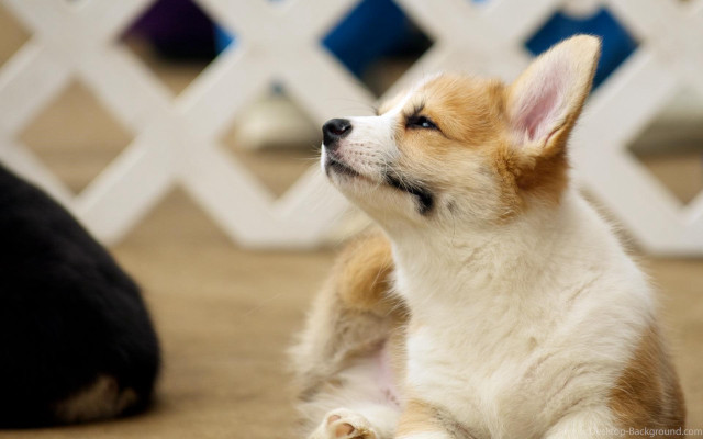 Small dog black cat white free wallpaper - medium preview image