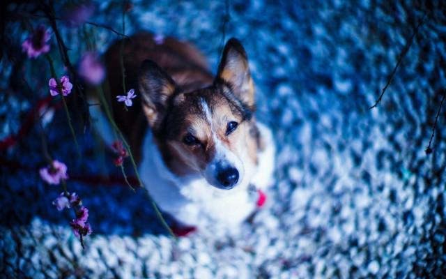Dog flower carpet blue background free wallpaper - medium preview image