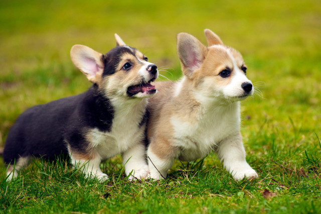 Small dogs green field grass free wallpaper - medium preview image