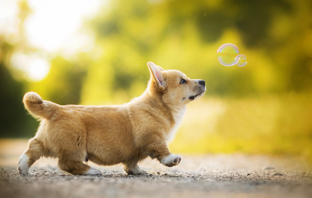 Small dog playing soap bubble free wallpaper - medium preview image