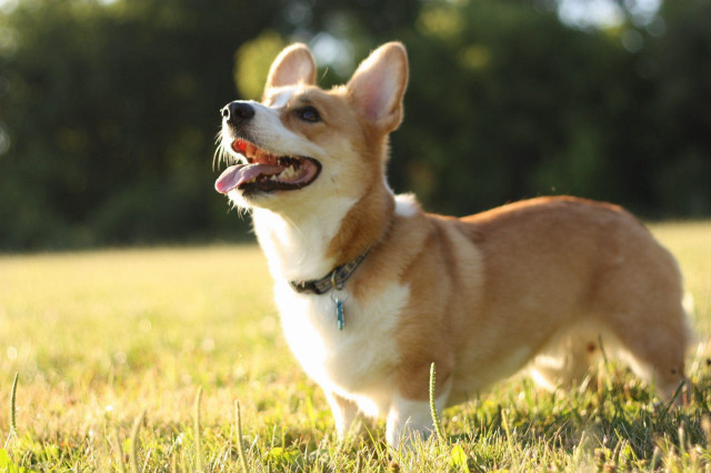 Small dog field tongue out free wallpaper - medium preview image