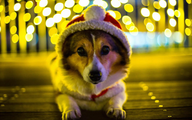 Dog santa hat wooden floor free wallpaper - medium preview image
