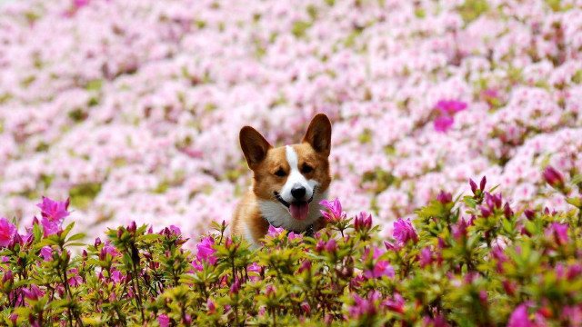 Dog sitting field flowers tongue #2 free wallpaper - medium preview image