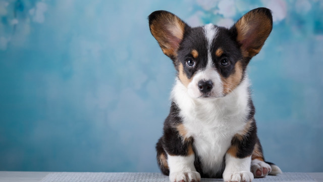 Small dog table blue background free wallpaper - medium preview image