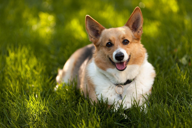 Dog happy grass outdoors shiba free wallpaper - medium preview image