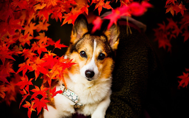 Dog chair leaves collar sitting free wallpaper - medium preview image