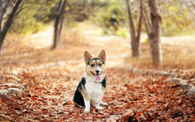 Dog sitting leaves wooded area free wallpaper - medium preview image