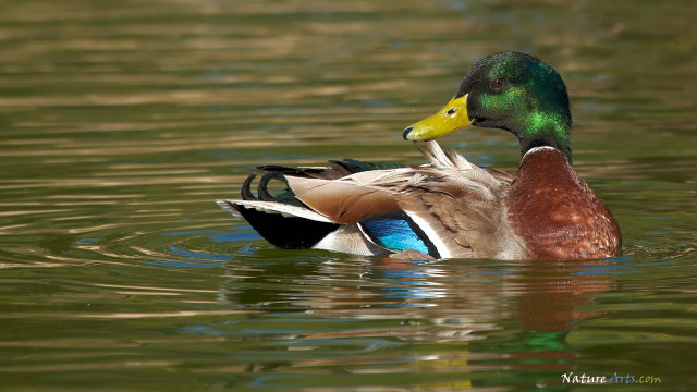 Duck yellow beak swimming pond #2 free wallpaper - medium preview image