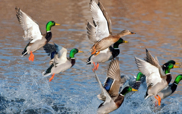 Flock of ducks flying over free wallpaper - medium preview image