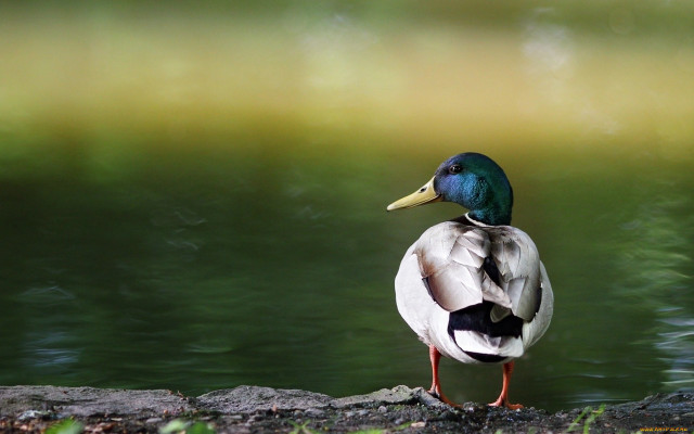 Duck standing rock water green free wallpaper - medium preview image
