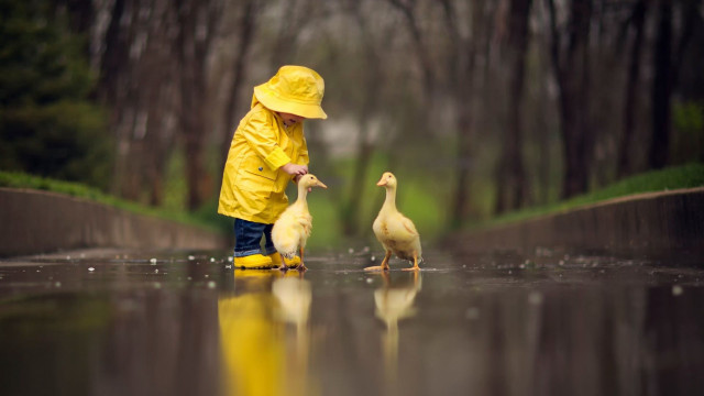 Boy yellow raincoat duck puddle free wallpaper - medium preview image