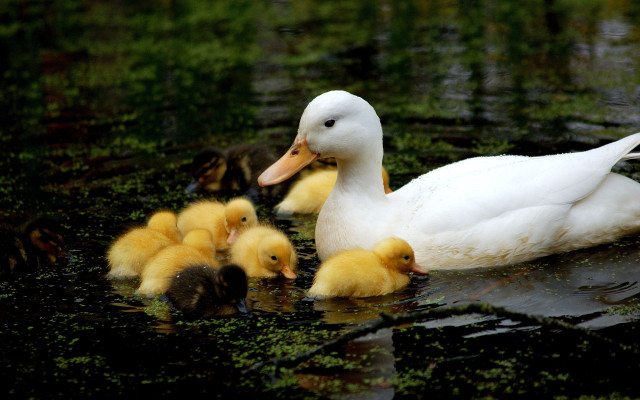 Mother duck ducklings pond water free wallpaper - medium preview image