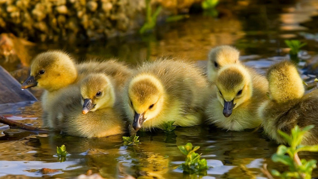 Ducks swimming in pond together free wallpaper - medium preview image