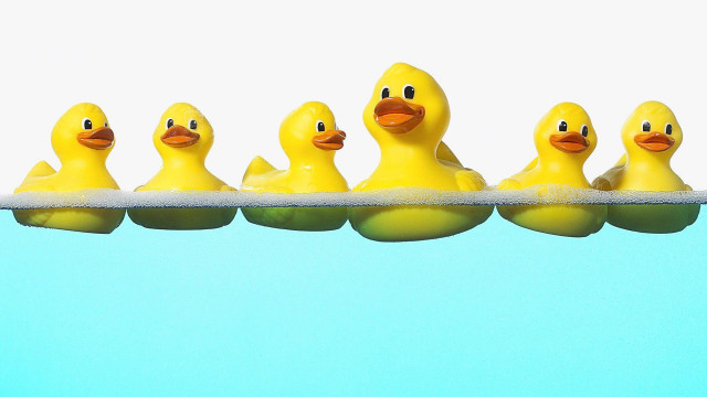 Rubber ducks shelf water row #2 free wallpaper - medium preview image