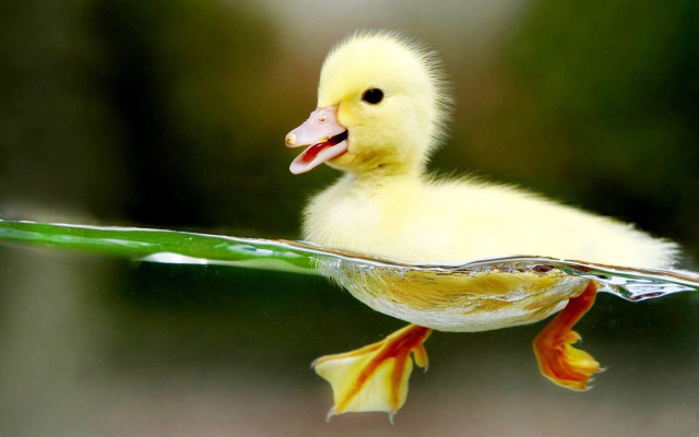 Duckling swimming flower beak green free wallpaper - medium preview image